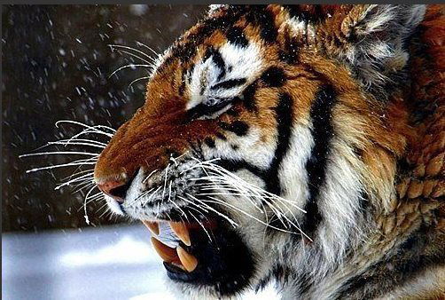 Cерега Завада