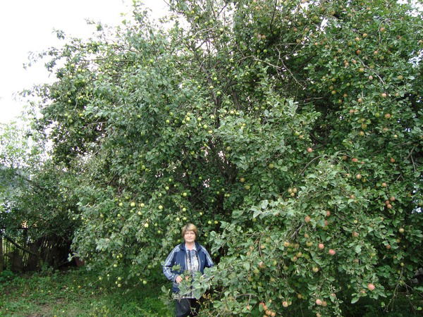 Людмила Тулубаева