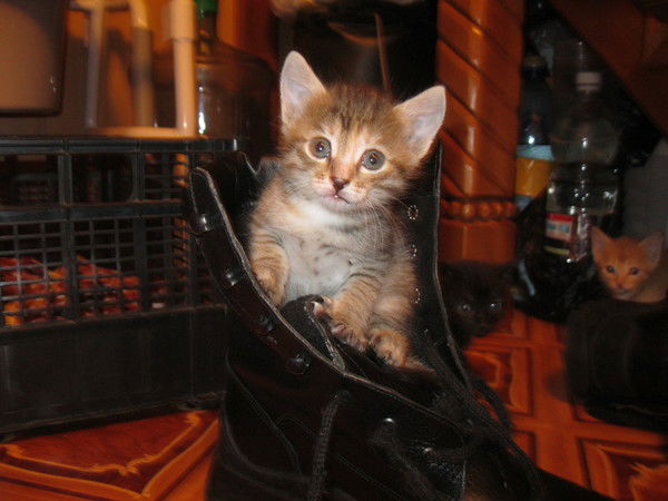 Сергей Козицын