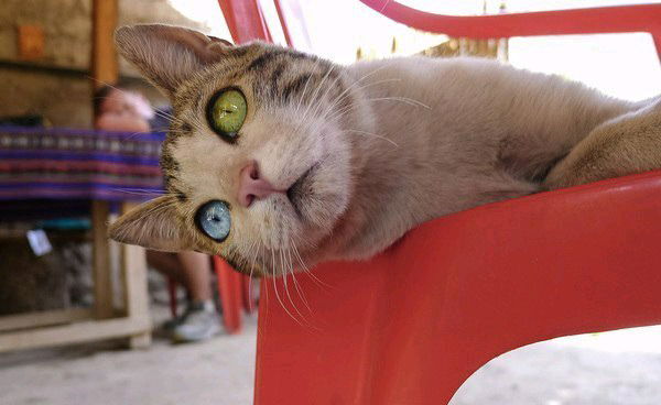 Полина Авчинникова