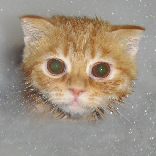 Наталья Нюсина