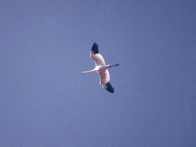 Теймураз Церуашвили