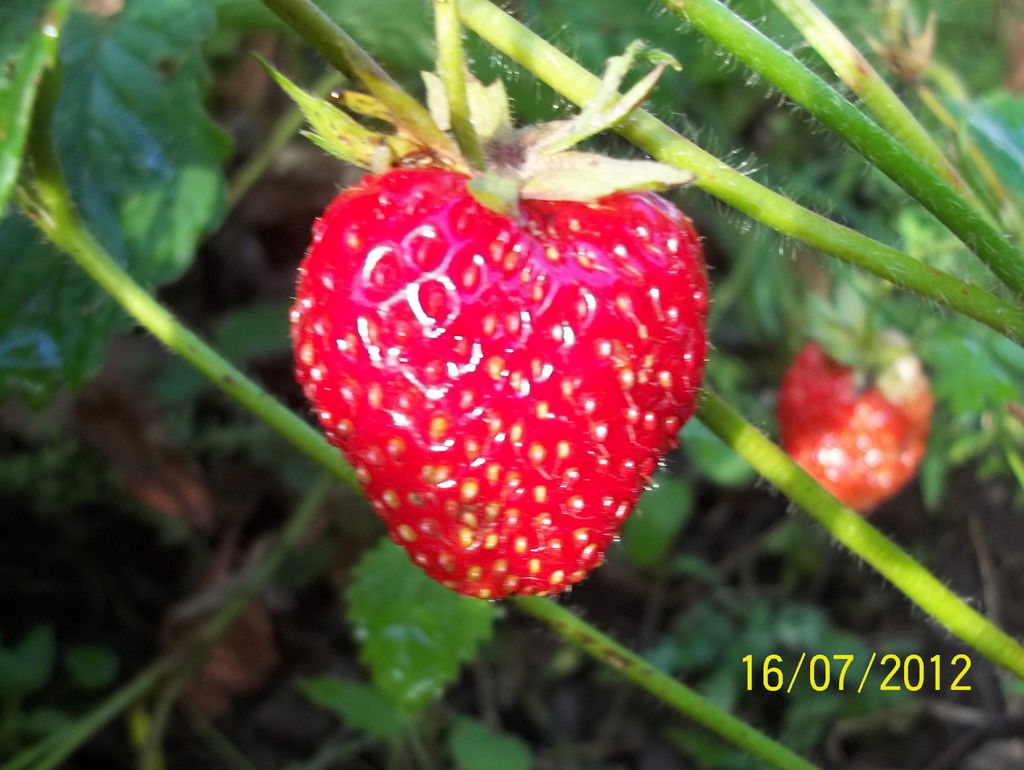 Елена Верховинская