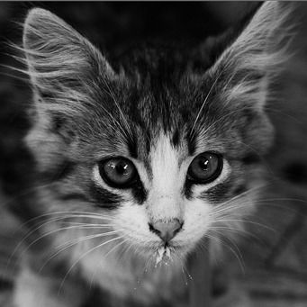 Наталья Горшкова