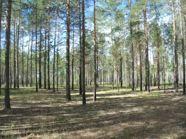 Мария Мамонтова