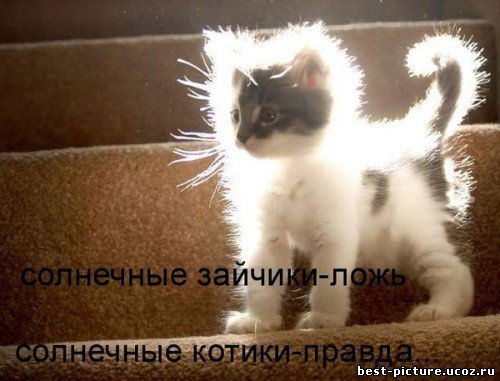 Илья Мешков