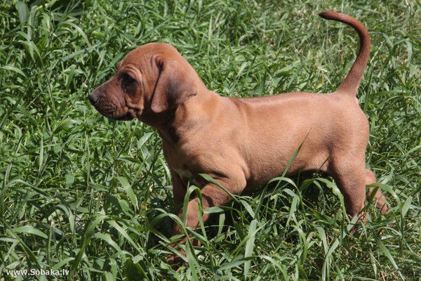 Лина Алехнович