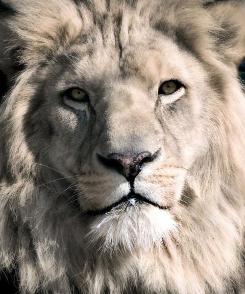 Слава Давидович