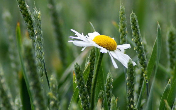 Андрей Карпов