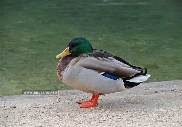 Витя Анохин