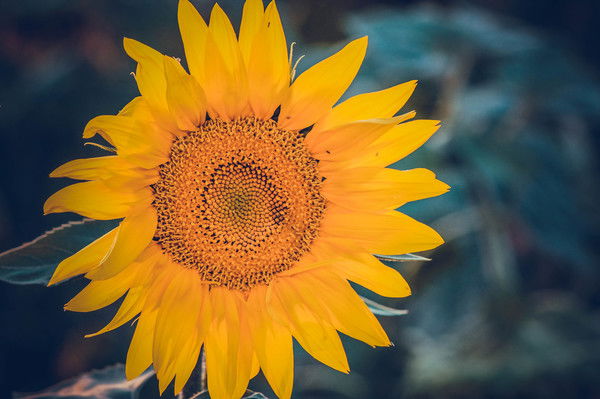 Марина .шарыгина