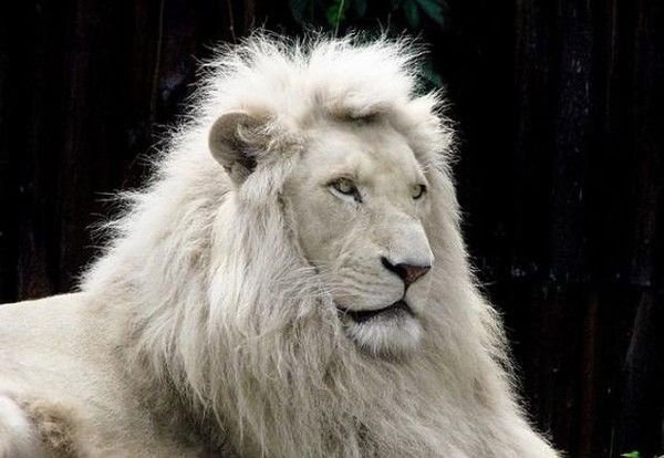 White Lion