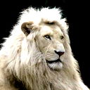 White Lion