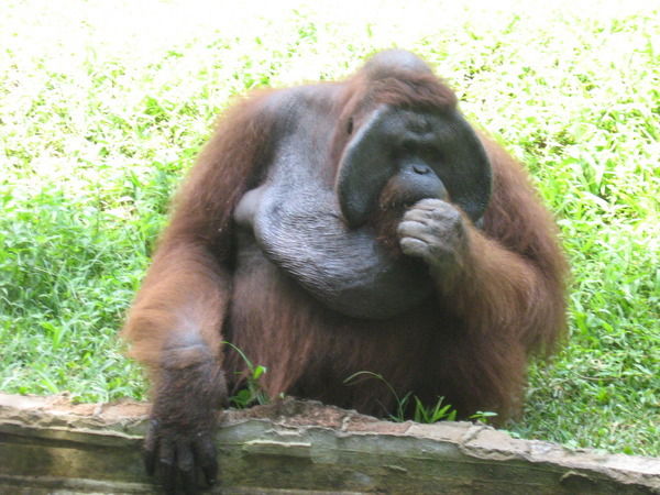 Алексей Бирюков