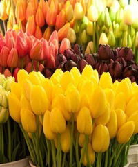 Деля Бадмаевна