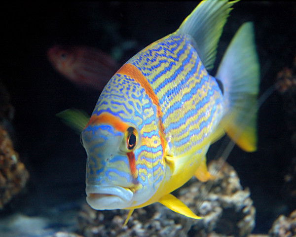 Салаватуллина Альбина