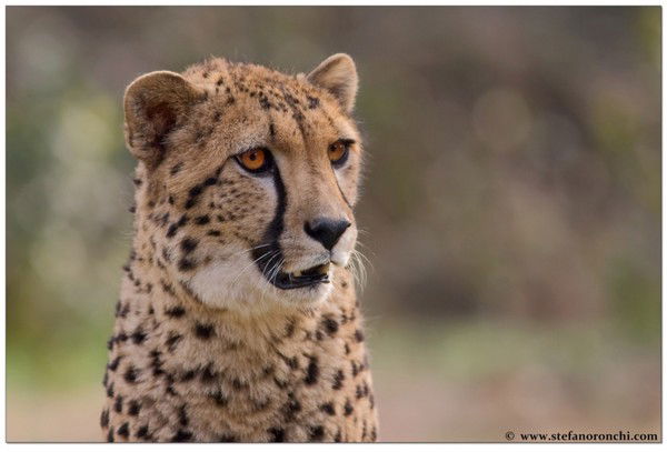 Данил Мурзов