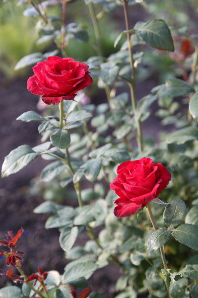 Черкасова Наталья