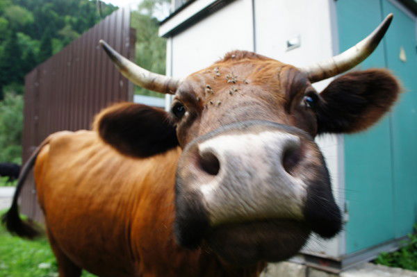 Тимур Шарипов