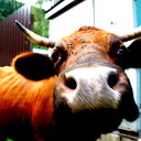 Тимур Шарипов