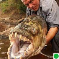 Елена Рацебуржинская