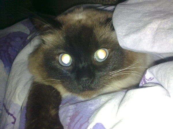 Александр Смыков