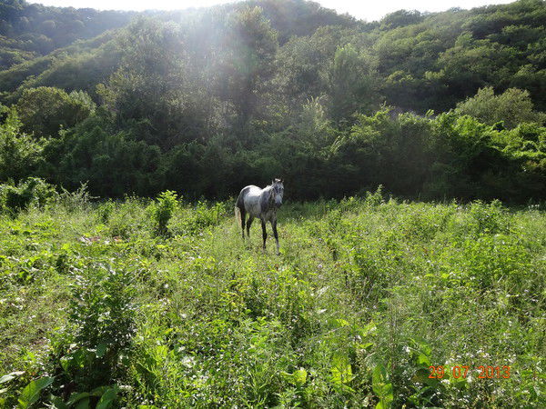 Елена Богатова