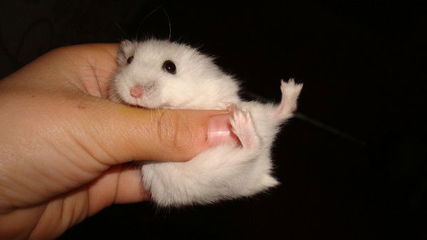 Арман Батыршаев