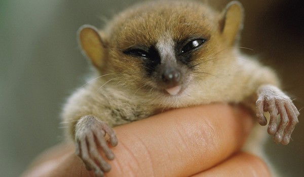 Елена Антонова