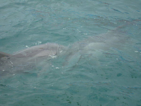 Анюта Непомню