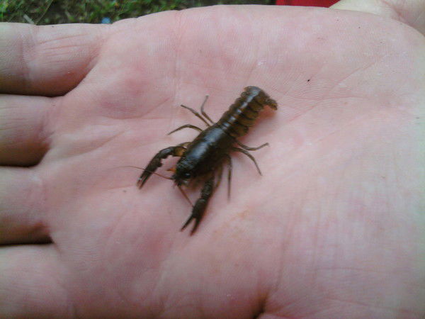 Денис Константинов