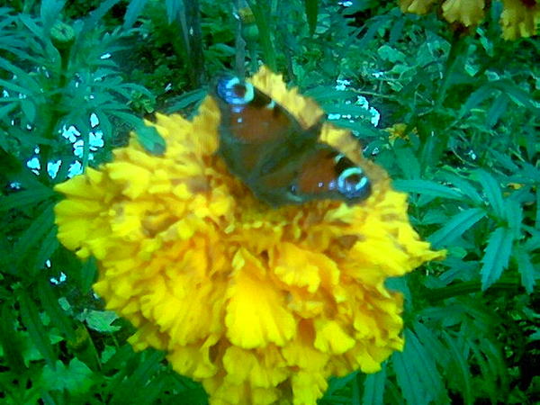 Аня Леснова