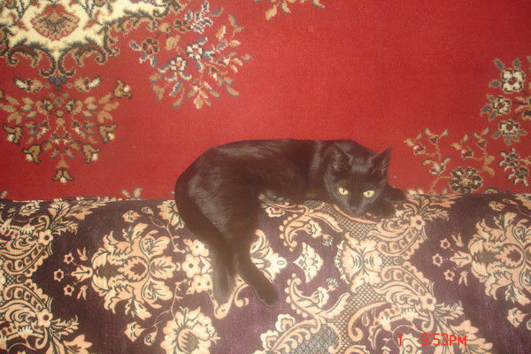 Людмила Лаврентьева