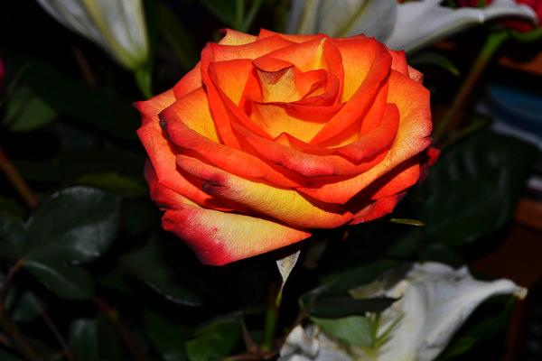 Ирина Игнатова