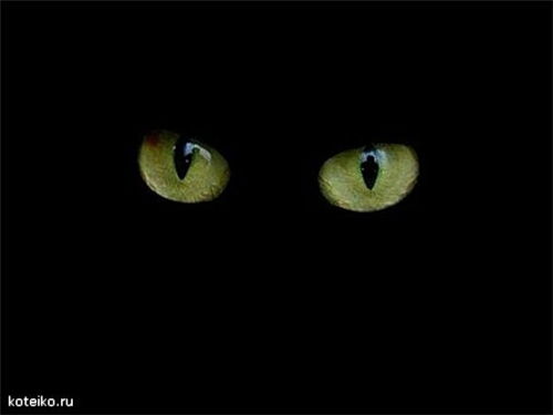 Сергей Попков