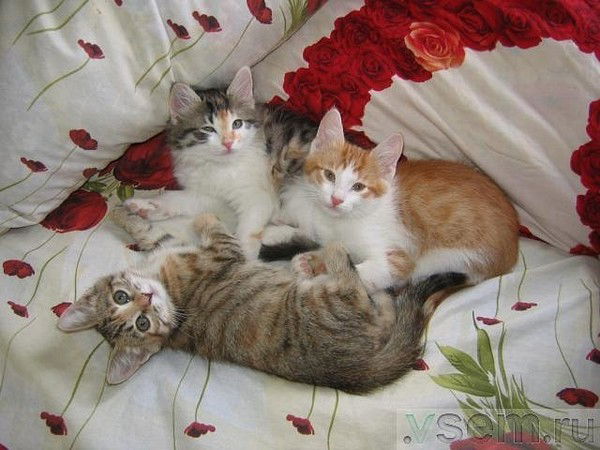 Гульнур Исмагилова