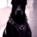 Max Berlin