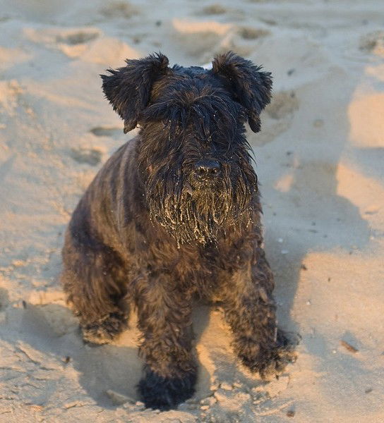 Андрей Мальцев