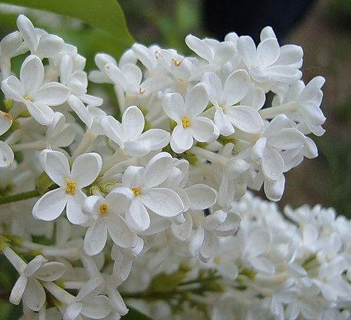 Марина Осипова