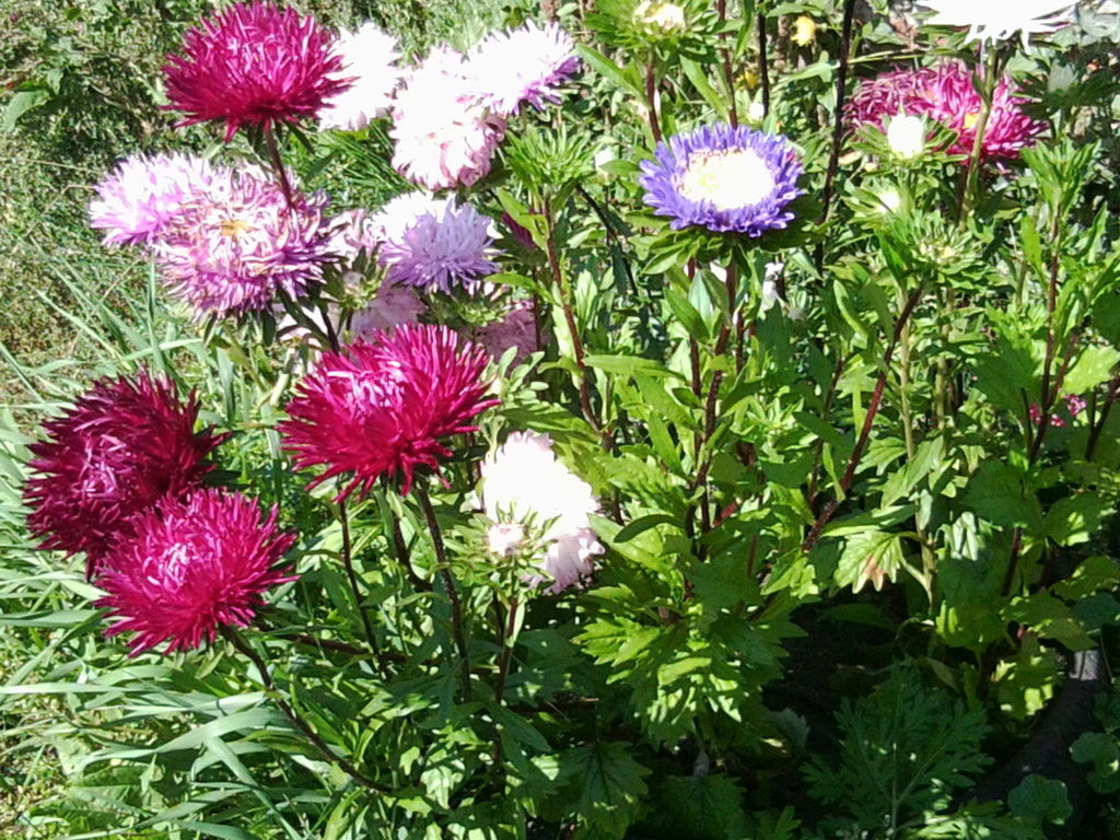 Ирина Голованова