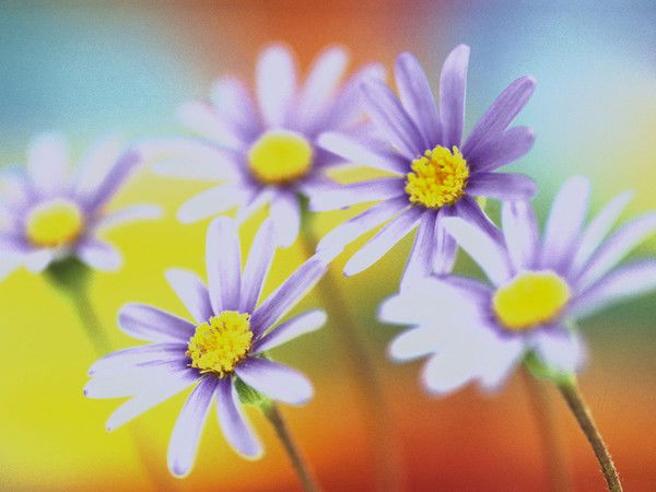 Святославна Стойкая