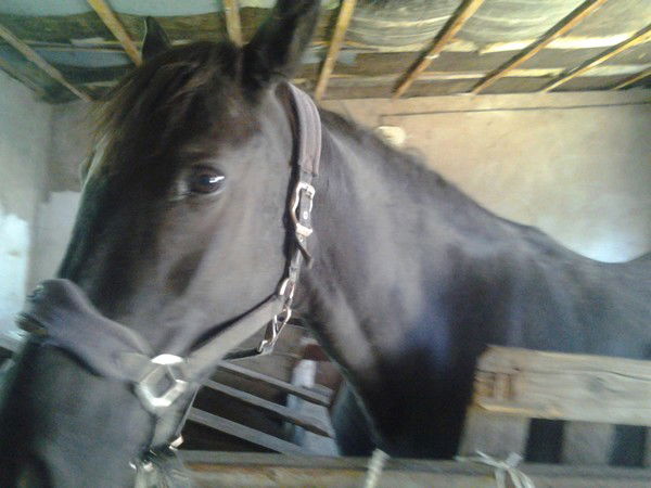 Мишка Бакиев