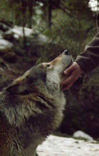 Алиса Холод