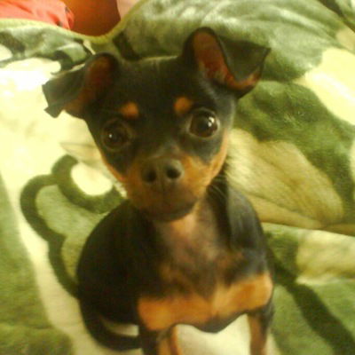 Лика Медведева