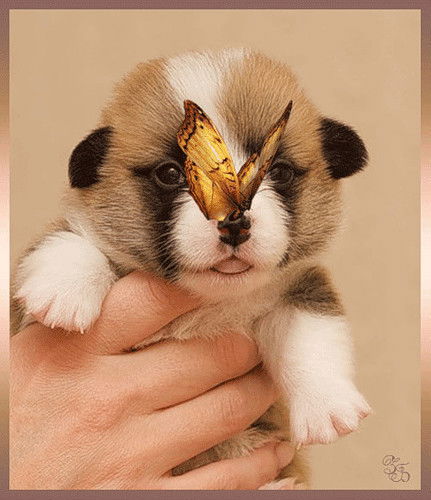 Леночка Добрый Вечер