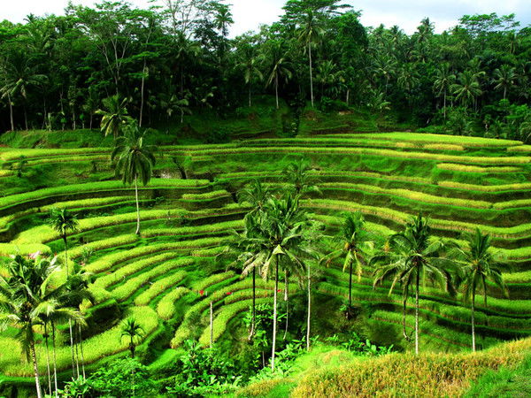 Гюльбаниз Мамедова (Ферма)