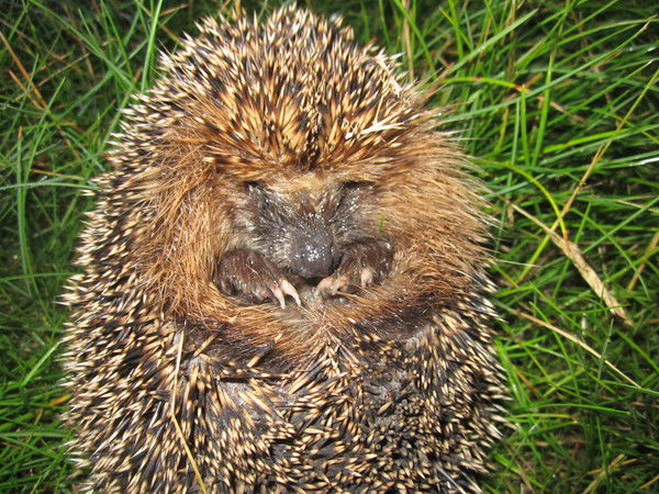 Ольга Алексеева