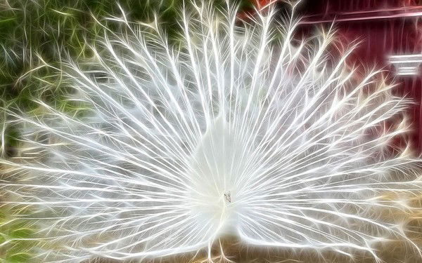 Кульшария Кожмухамбетова