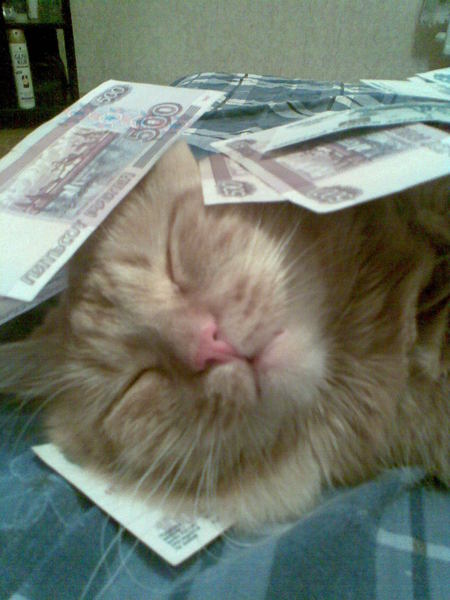 Котяркина Коша