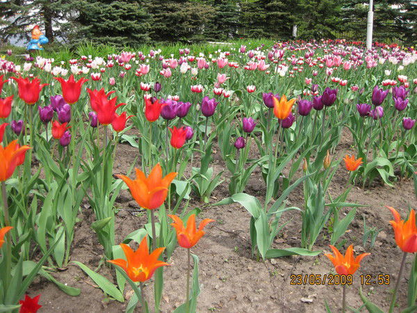 Елена Головина